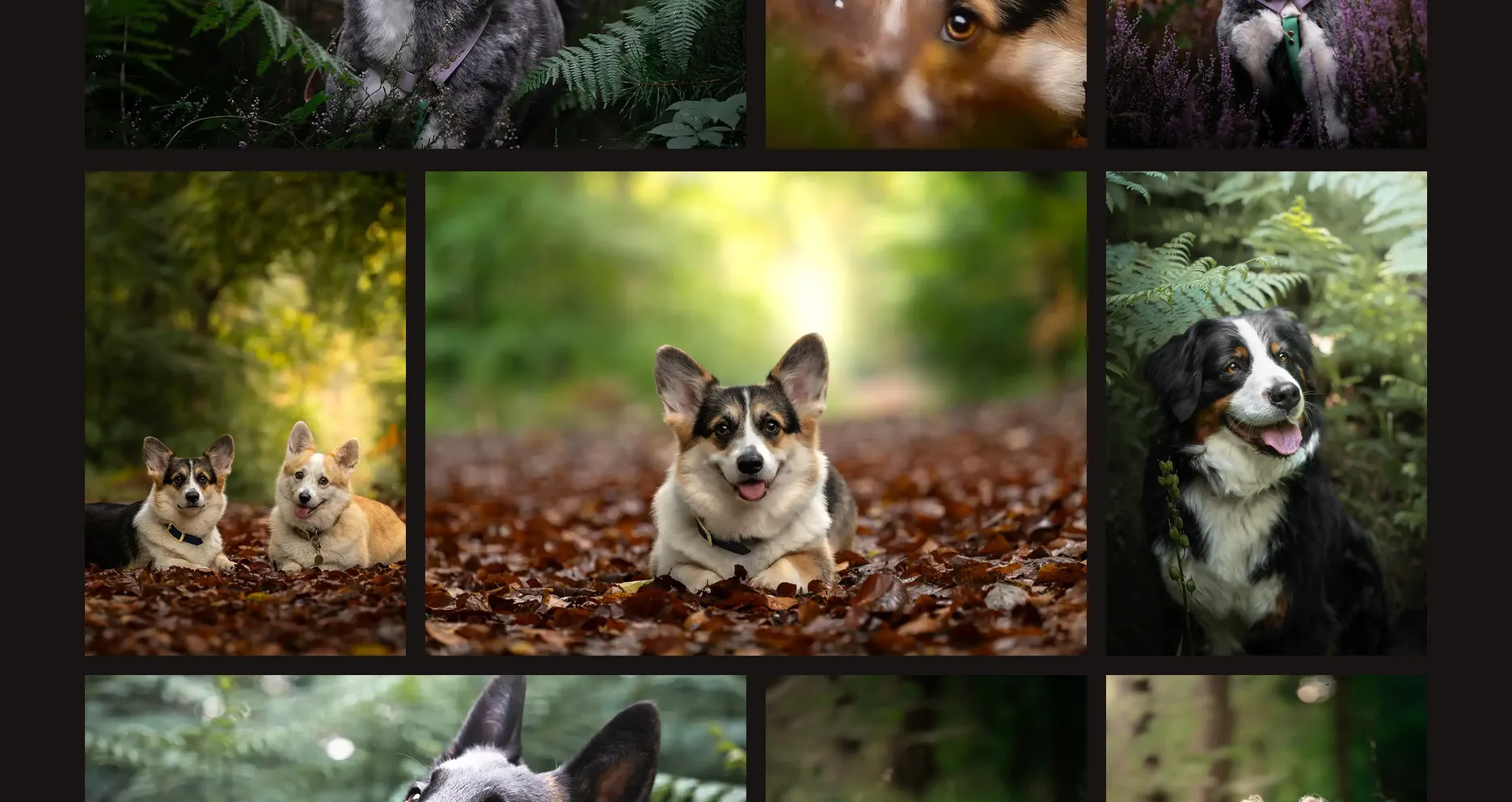 Page portfolio du site Myogi, disposition en formats variés des photos animalières et automobiles de Romain Martin